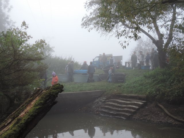 Výlov Dlouhé 2014